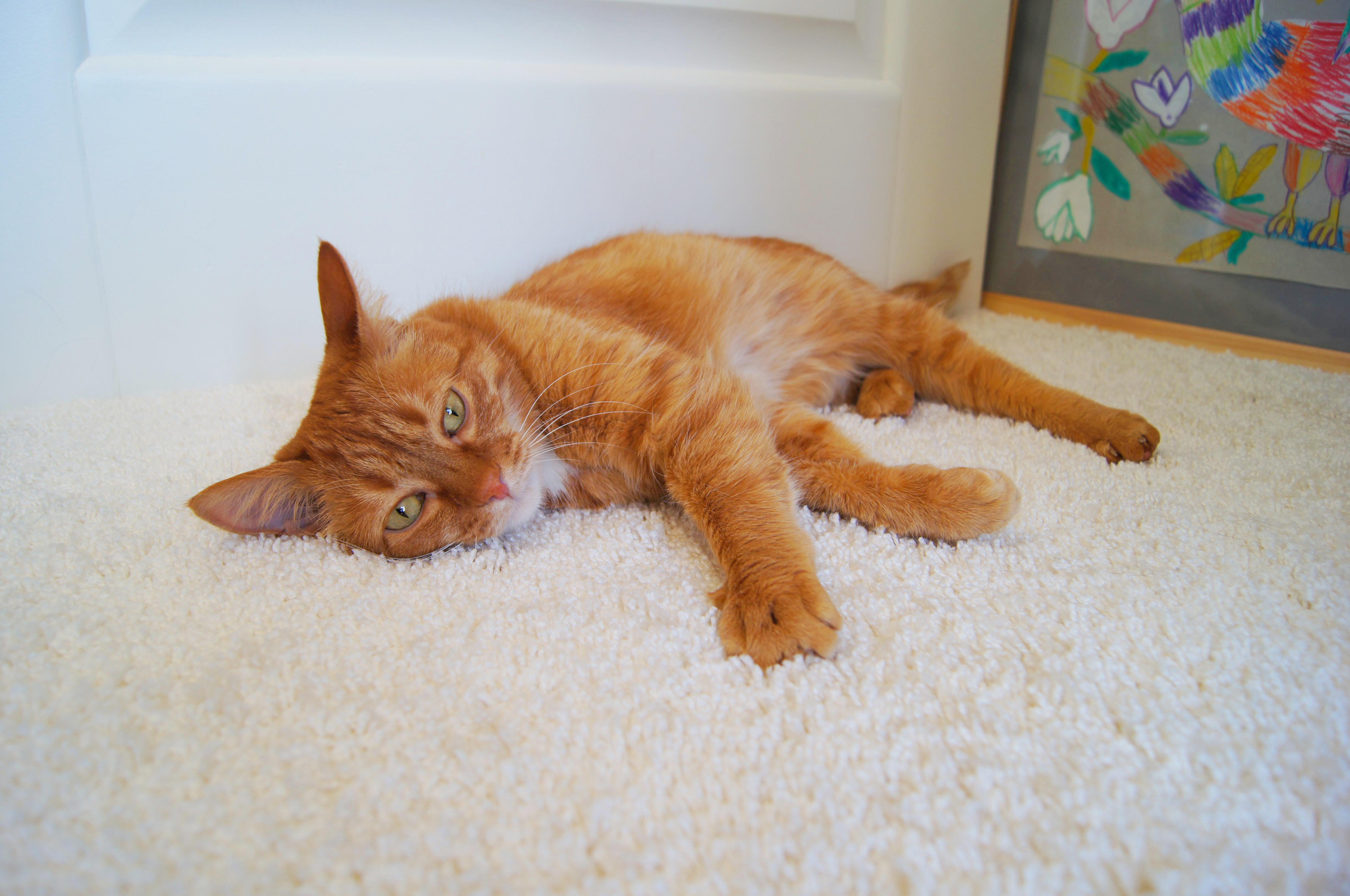 Ковролин "Зартекс" Amarena 140 бежевый (4м) — купить в Ижевске